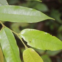 Doona trapezifolia Thwaites